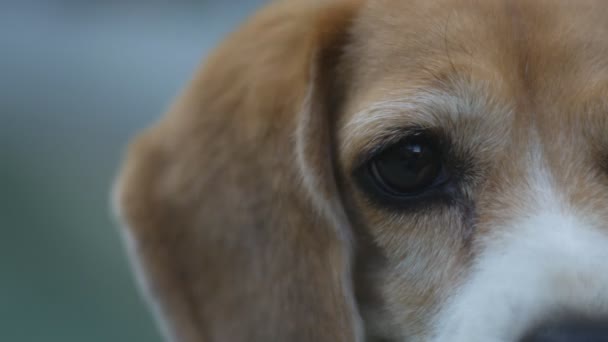 Portrait rapproché d'adorable beagle allongé sur le sol, poignée 