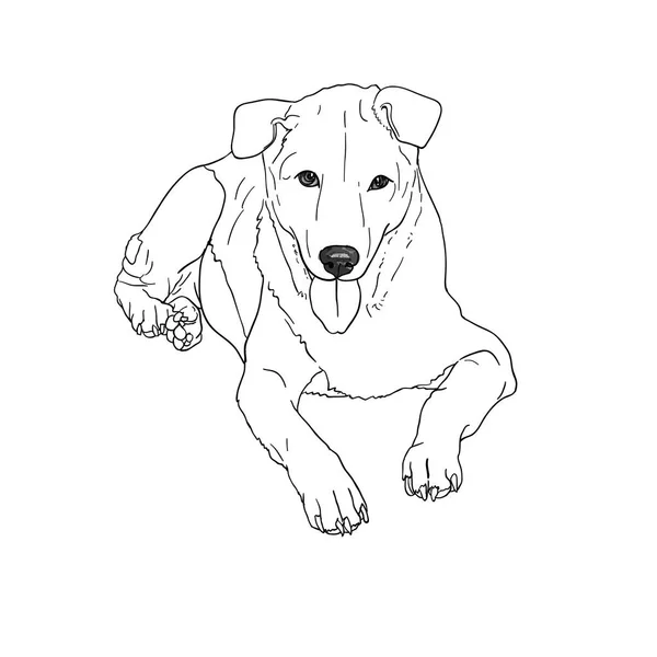 Perro marrón mentiroso — Vector de stock