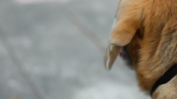 Closeup Portret Van Schattige Beagle Hond Houvast — Stockvideo