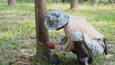 Kauçuk lateks içinde toplamak için ağaç dibinde dokunarak kauçuk uzantılar Güney Tayland