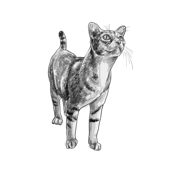 Adorable chat curieux fixer quelque chose — Image vectorielle