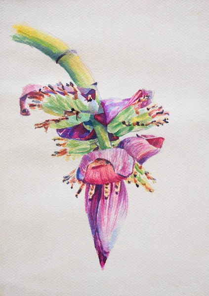 Watercolor of blossom of the banana tree on paper — Stock Photo, Image