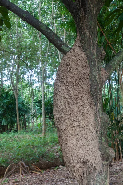 Grosse fourmilière sur arbre — Photo