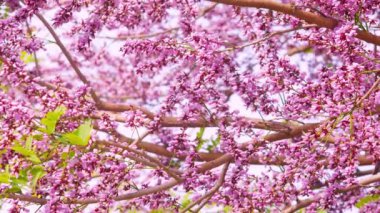 Milletya brandisiana Kurz Çiçeği