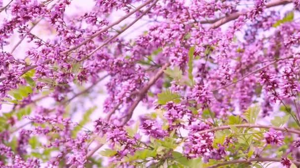 Millettia brandisiana Kurz Flower — Vídeo de stock