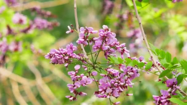 Millettia brandisiana Kurz Bloem — Stockvideo