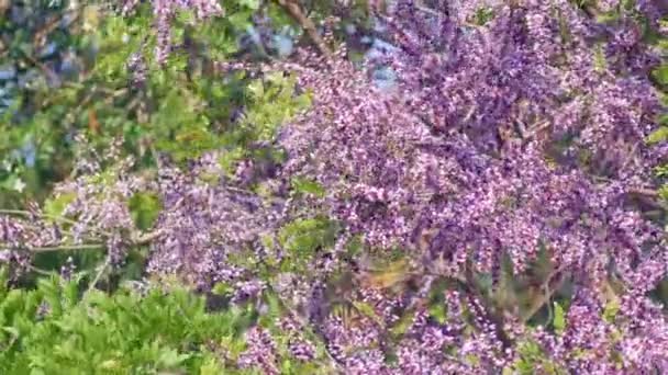 Millettia brandisiana Kurz Kwiat — Wideo stockowe