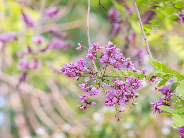 Millettia brandisiana Kurz Bloem — Stockfoto