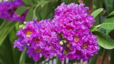 Mor krep myrtle çiçek yaprak yeşil arka plan ile kapatmak