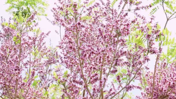 Millettia Brandisiana Kurz Kwiat Purpurowy Kwiat Kwitnących Lecie — Wideo stockowe