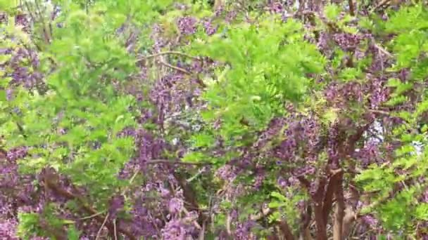 Millettia Brandisiana Kurz Flower Flor Púrpura Floreciendo Verano Entailandia — Vídeo de stock