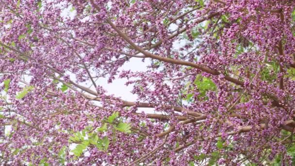 Millettia Brandisiana Kurz Kwiat Purpurowy Kwiat Kwitnących Lecie — Wideo stockowe