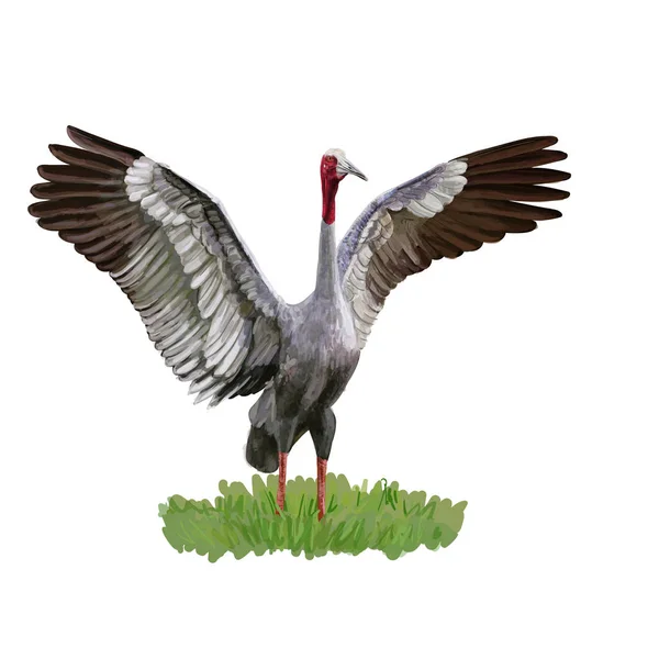 Żuraw ptak rozłożone skrzydła na zielonej trawie — Wektor stockowy