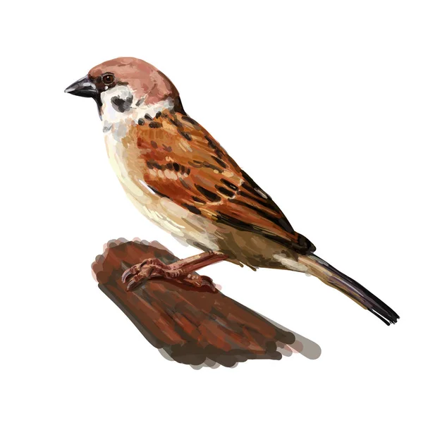 Tree sparrow holding on twig isolated on white — Stock Vector