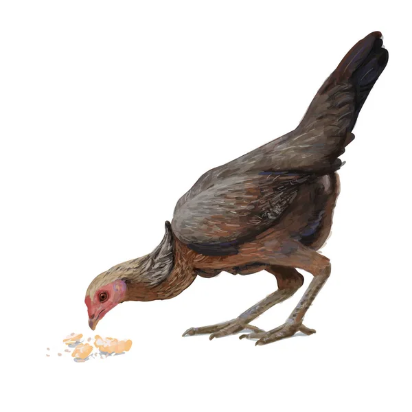 Polla comiendo comida en el suelo aislado en blanco — Vector de stock
