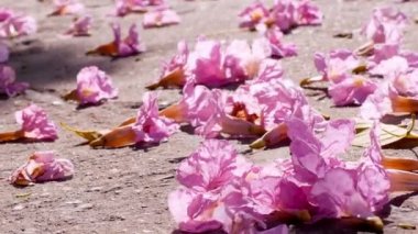 Pembe trompet ağaç çiçek Güz sabah güneş ışığı altında yolda sapları