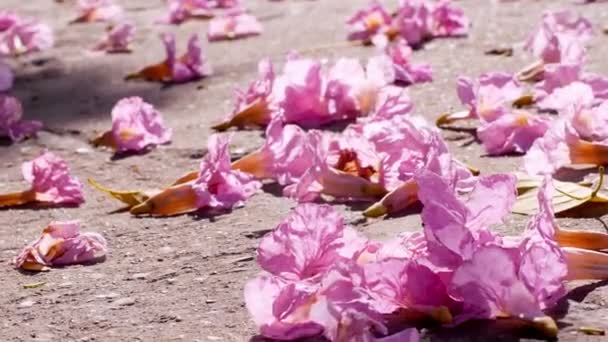 Ροζ Τρομπέτα Δέντρο Λουλούδι Πτώση Στο Δρόμο Κάτω Από Φως — Αρχείο Βίντεο