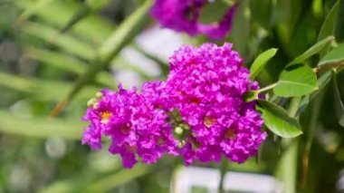 Mor krep myrtle çiçek yaprak yeşil arka plan ile kapatmak