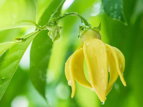 Ylang-ylang blomma träd — Stockfoto