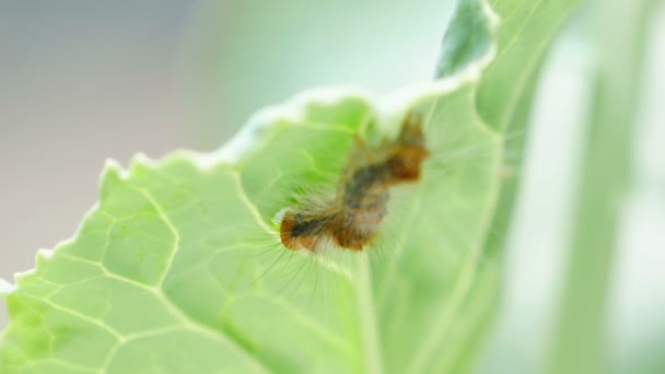 Closeup Caterpillar Eating Chinese Kale Leaf — Stock Video