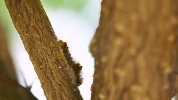 Gros Plan Chenille Rampant Sur Wrightia Religiosa Brindille — Video