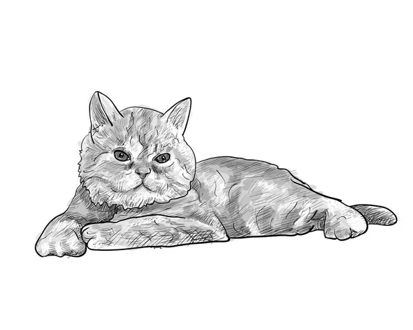 Adorable gato persa acostado aislado sobre fondo blanco — Vector de stock