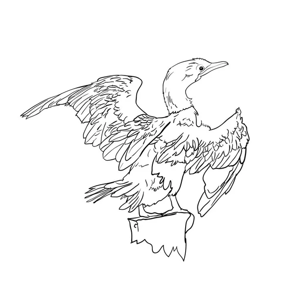 Tekening van aalscholvers vogeltje — Stockvector