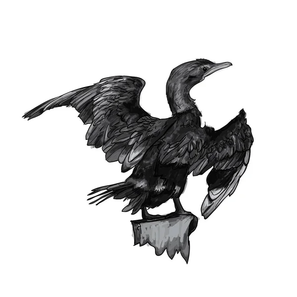 Drawing of Little cormorant bird Vector Graphics