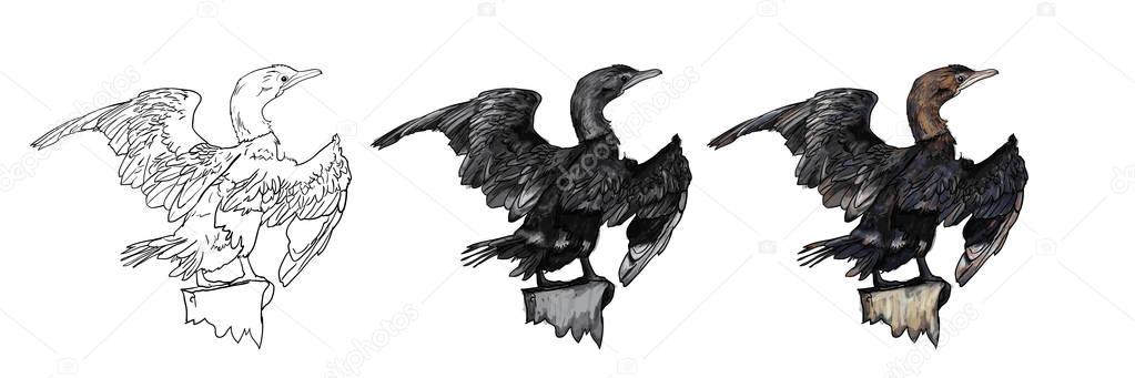 Drawing of Little cormorant bird Royalty Free Stock Vectors
