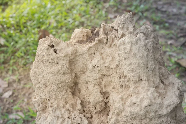 Grote Anthill in de tuin — Stockfoto