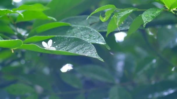 Wrightia religiosa flower on Climbing Ylang-Ylang leaf in the rain — Stok Video