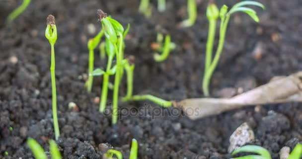 Büyüyen, Morning Glory tomurcuklanan Closeup küçük bitki — Stok video