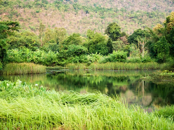 Vue du lac avec arbre vert et montagnard derrière — Photo