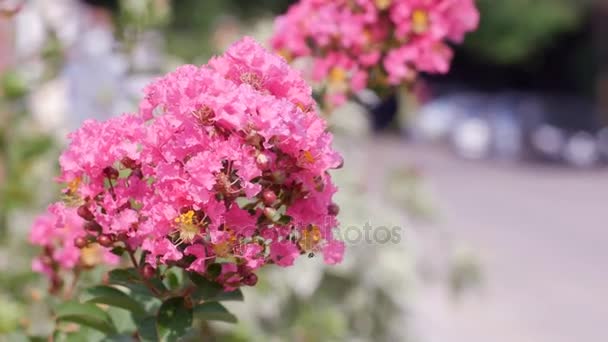 Closeup floers myrtle bloem met vliegende bee — Stockvideo