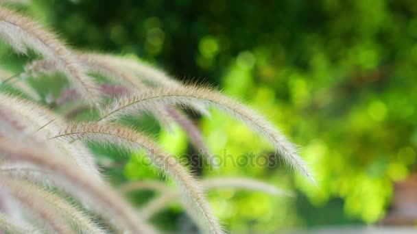 Erba fiore su sfondo verde — Video Stock