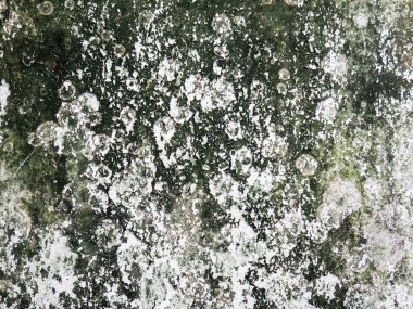 Moss ile doku çimento duvar arka plan