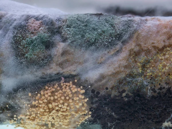Μύκητες και μούχλα σε φέτες ψωμί — Φωτογραφία Αρχείου