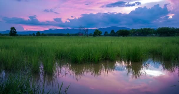 Día a noche en el campo de arroz — Vídeos de Stock