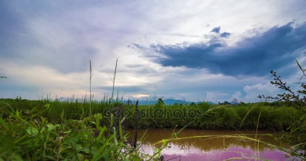 Jour à nuit au champ de riz — Video