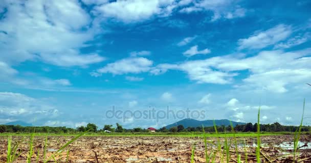 Timelapse de pasar la nube con el cielo azul sobre el campo de arroz — Vídeos de Stock