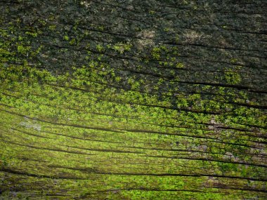 Yeşil yosun büyümeye eski duvarda