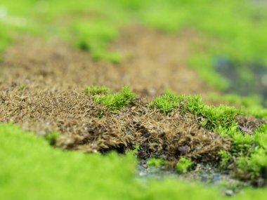 Yeşil yosun büyümeye eski duvarda