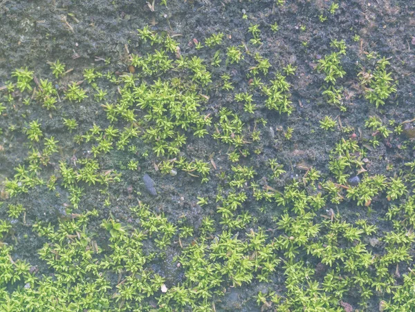 Зеленый мох растет на старой стене — стоковое фото