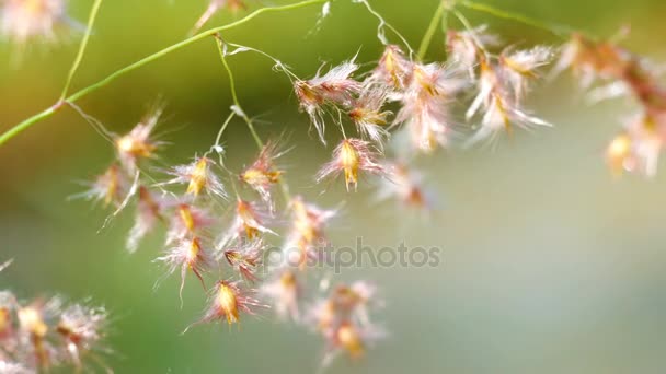 Grass Flower with Bokeh Of Wate way Behind — Stock Video