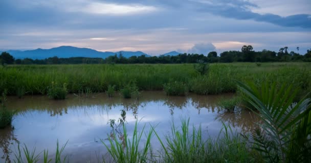 Día a noche en el campo de arroz — Vídeos de Stock