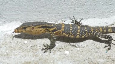 Varanus Salvator Clawling ev alan