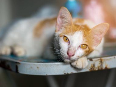 Katlanır Masalar üzerinde yalan sevimli beyaz kedi