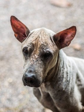 Zavallı uyuz köpek closeup portresi