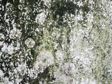 Moss ile doku çimento duvar arka plan