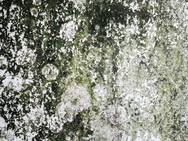 Moss ile doku çimento duvar arka plan